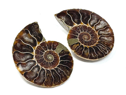 Ammonite Pair 5.3cm