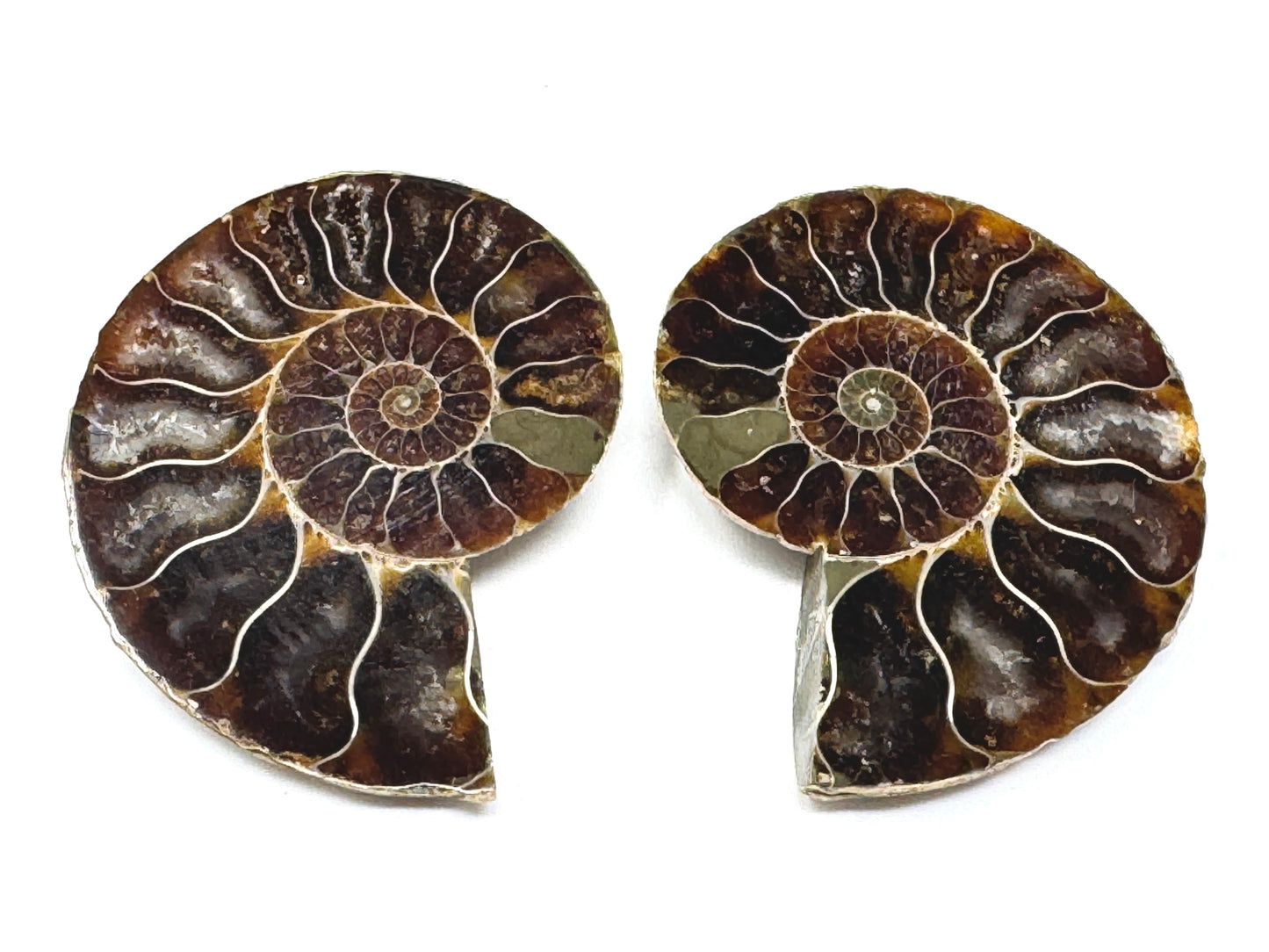 Ammonite Pair 5.3cm