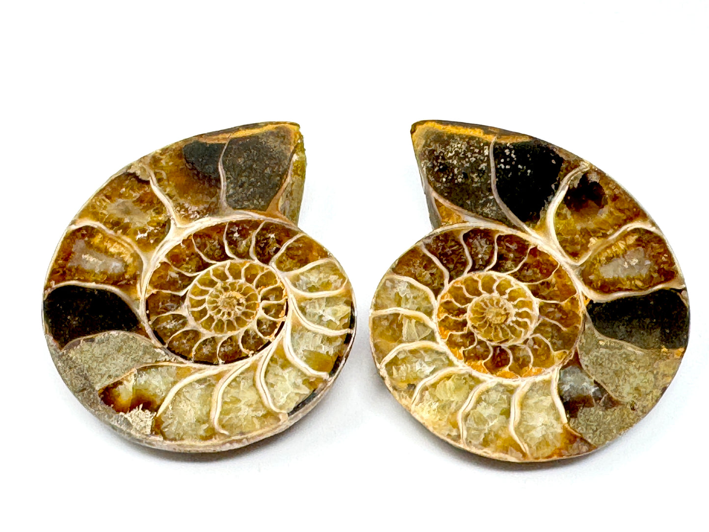 Ammonite Pair 7.4cm