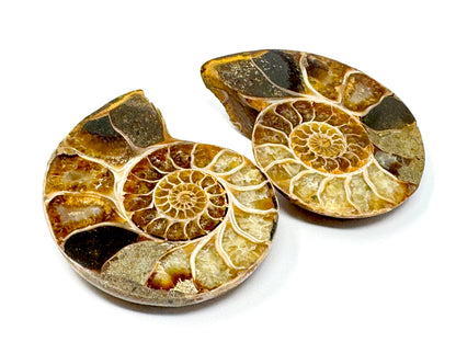 Ammonite Pair 7.4cm