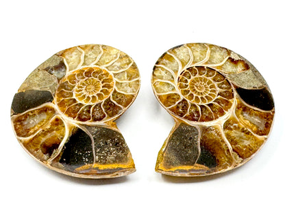 Ammonite Pair 7.4cm