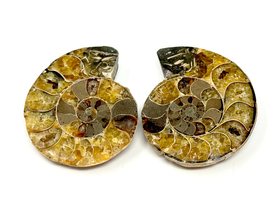 Ammonite Pair 4.4cm