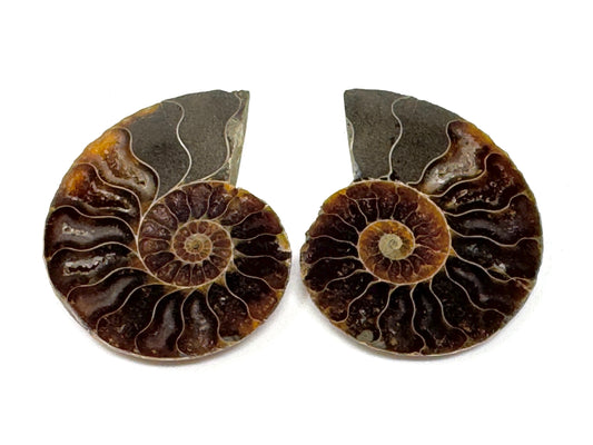 Ammonite Pair 4.1cm