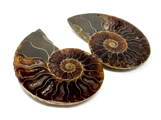 Ammonite Pair 4.1cm