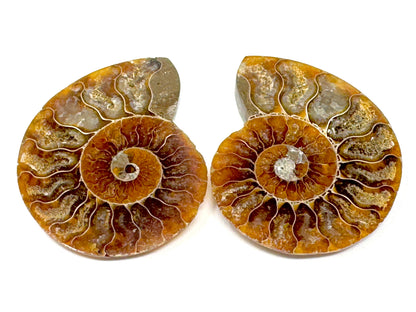 Ammonite Pair 6.7cm