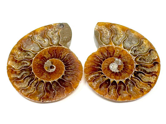 Ammonite Pair 6.7cm