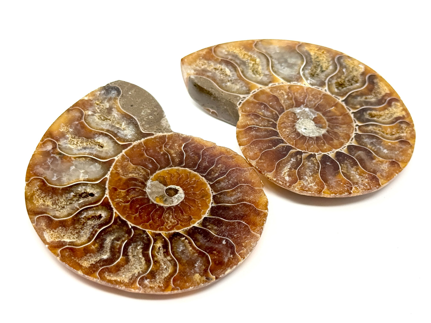 Ammonite Pair 6.7cm