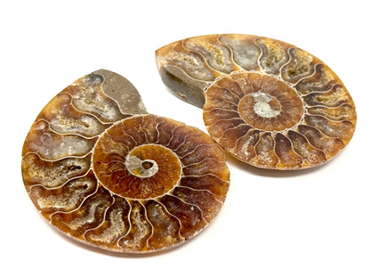 Ammonite Pair 6.7cm