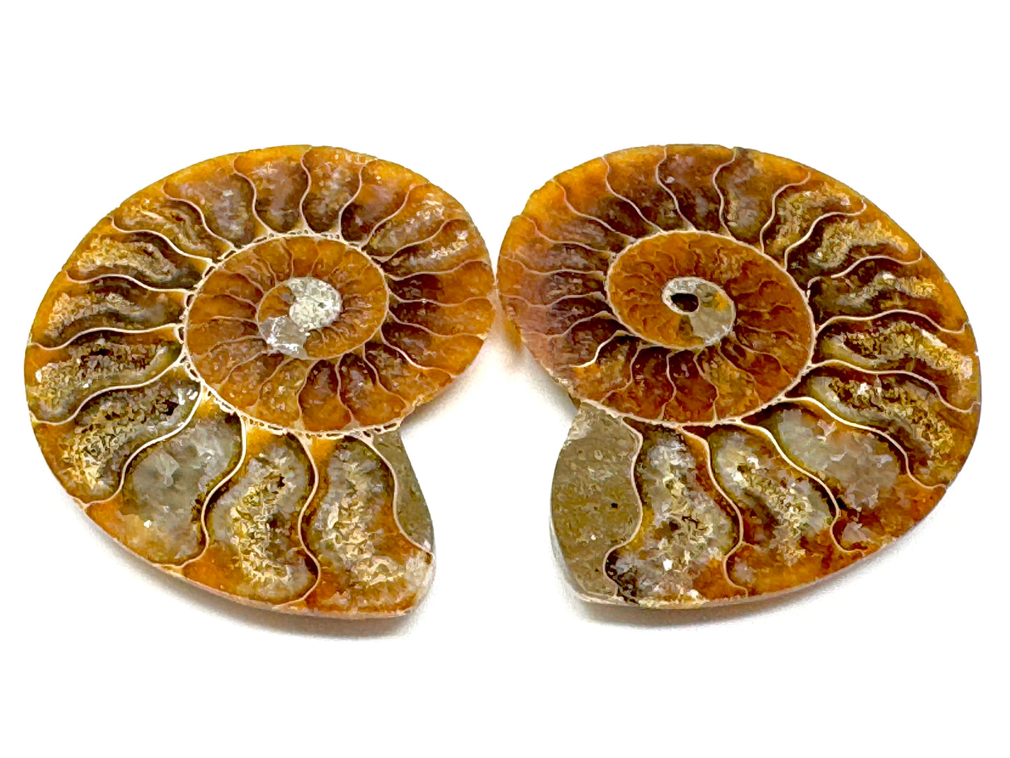 Ammonite Pair 6.7cm