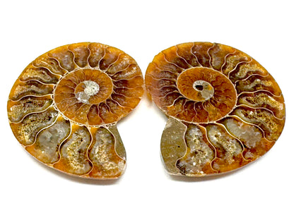 Ammonite Pair 6.7cm