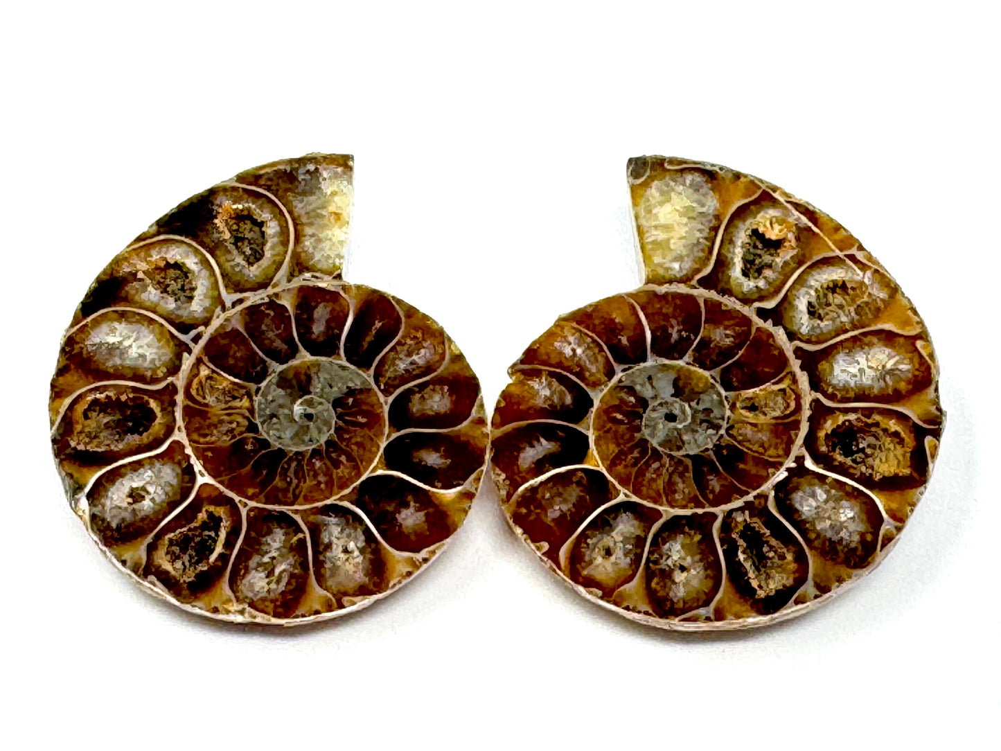 Ammonite Pair 4.5cm