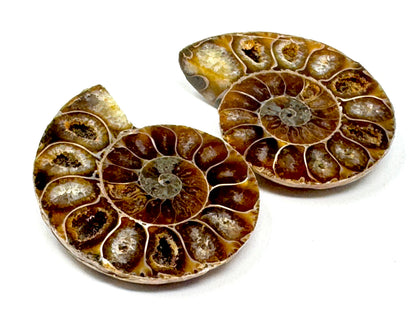 Ammonite Pair 4.5cm