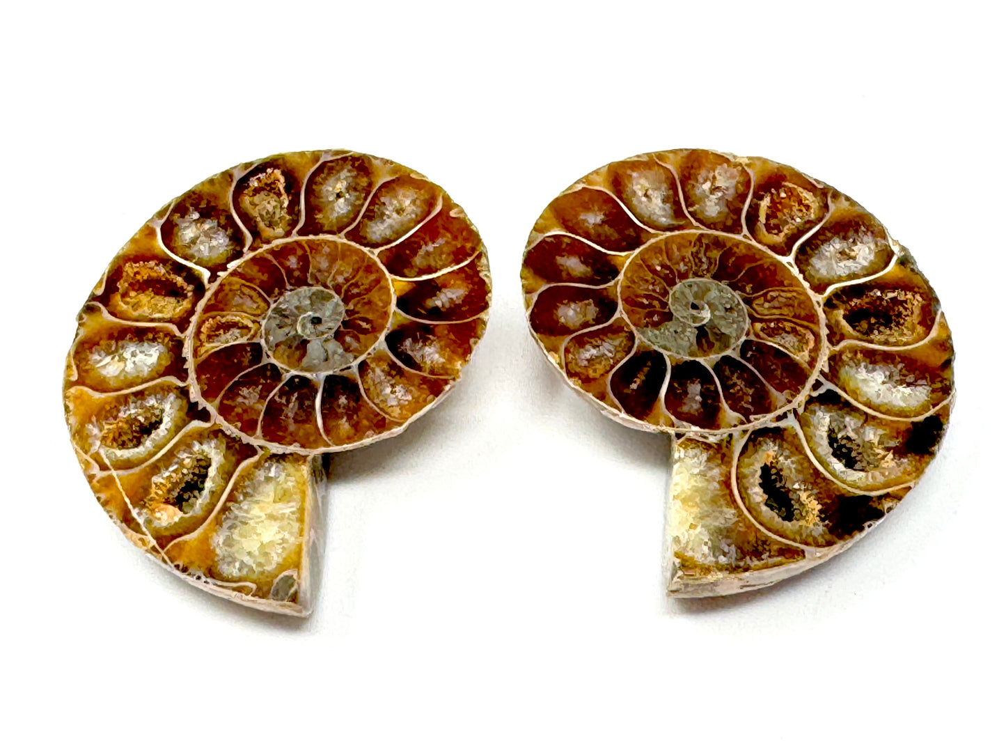 Ammonite Pair 4.5cm