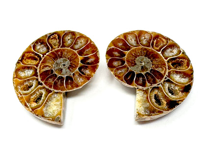 Ammonite Pair 4.5cm