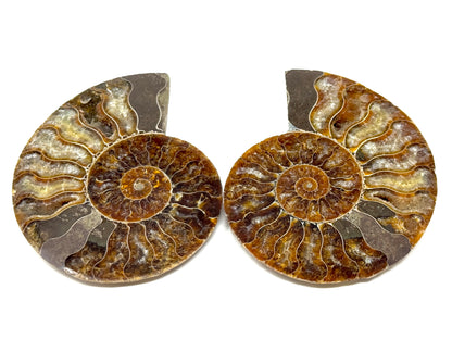 Ammonite Pair 8.5cm