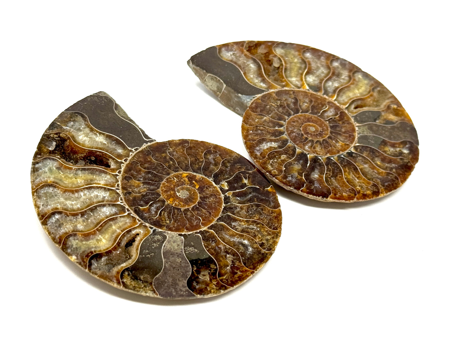 Ammonite Pair 8.5cm