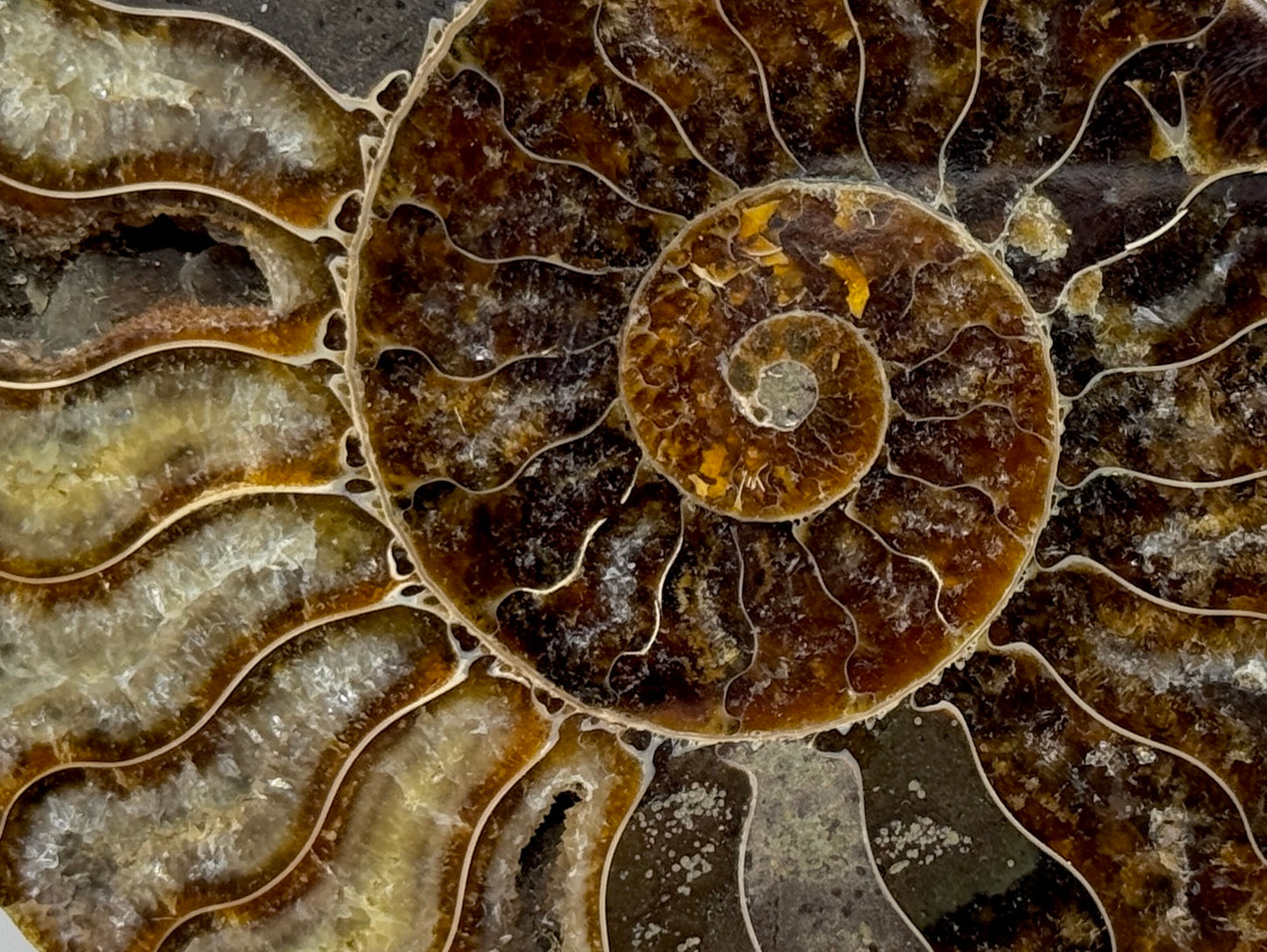 Ammonite Pair 8.5cm