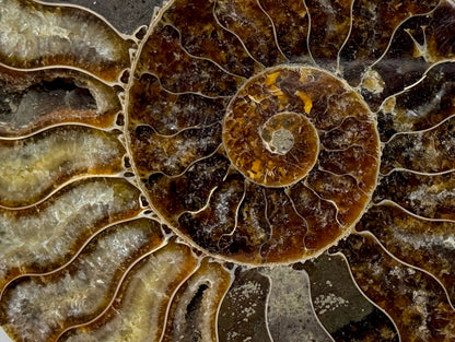 Ammonite Pair 8.5cm