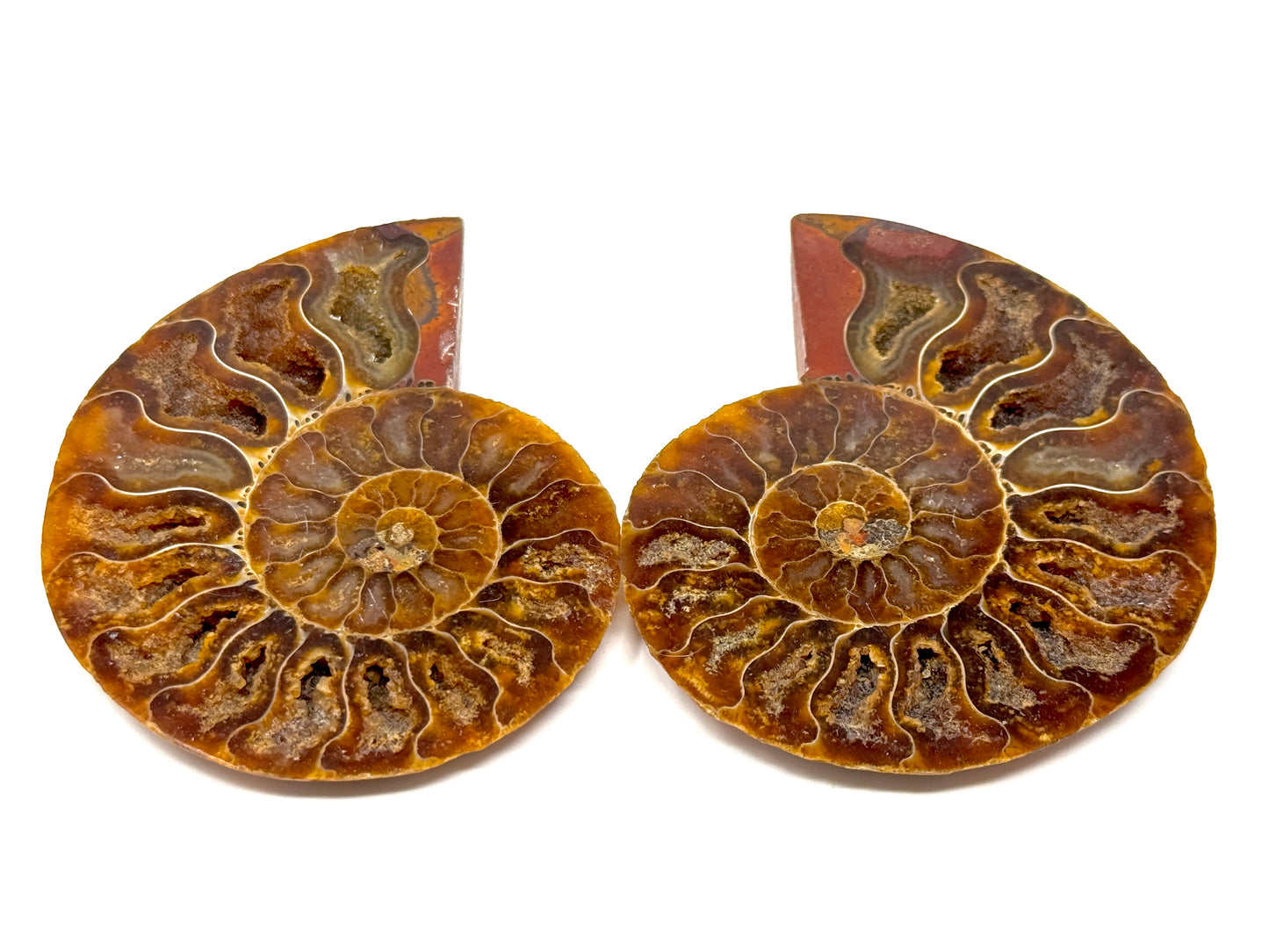 Ammonite Pair 8.2cm