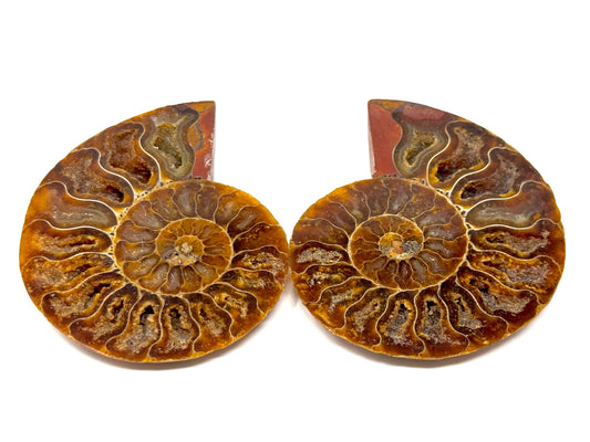 Ammonite Pair 8.2cm