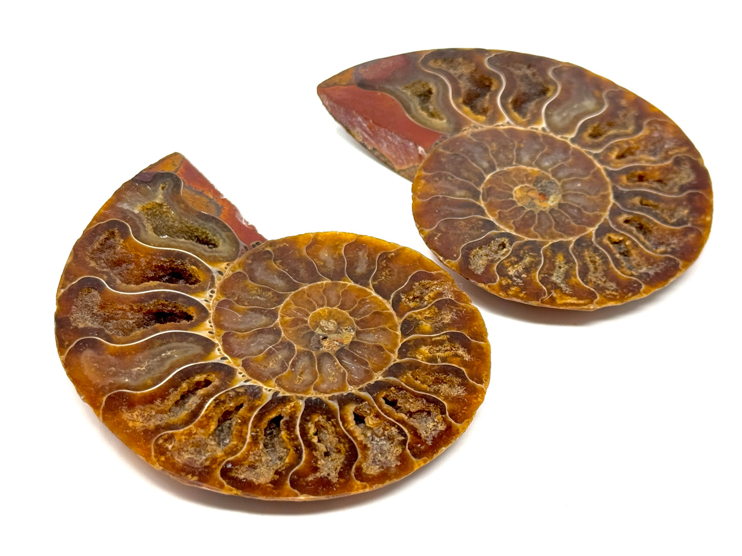 Ammonite Pair 8.2cm