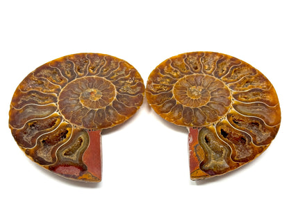 Ammonite Pair 8.2cm