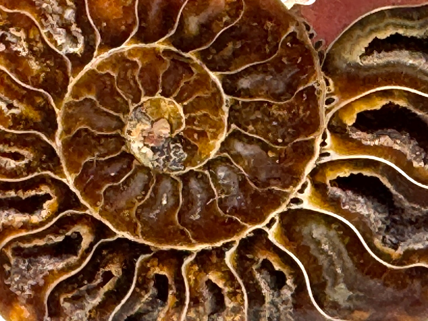Ammonite Pair 8.2cm