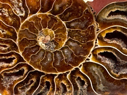 Ammonite Pair 8.2cm