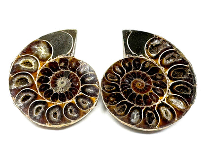 Ammonite Pair 6.8cm