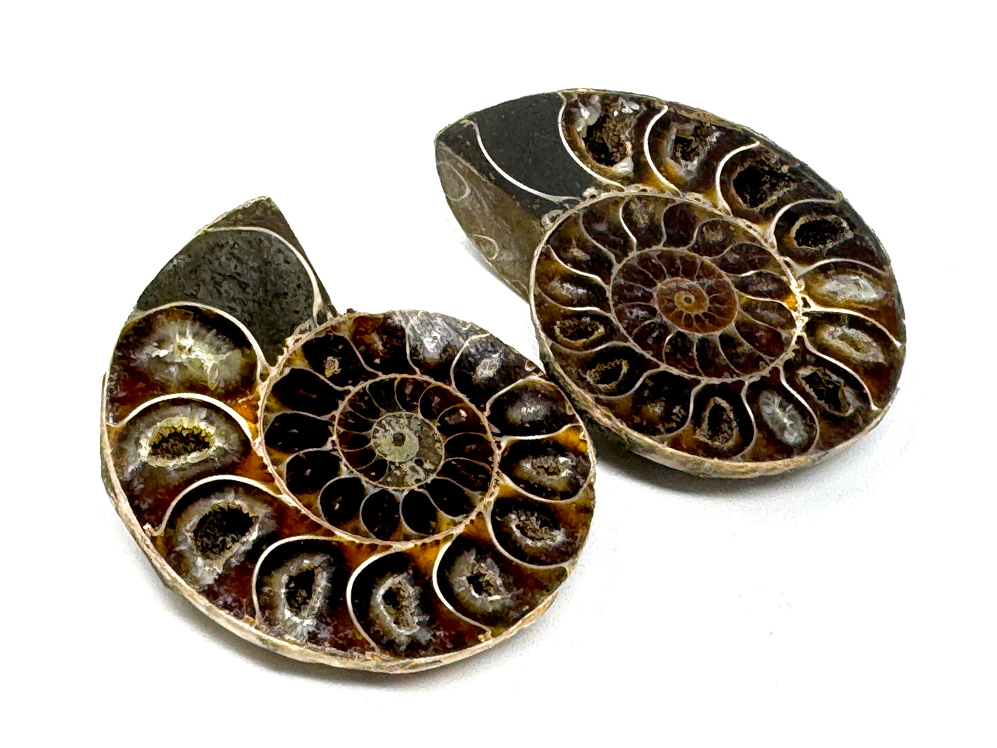 Ammonite Pair 6.8cm