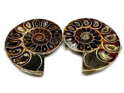 Ammonite Pair 6.8cm
