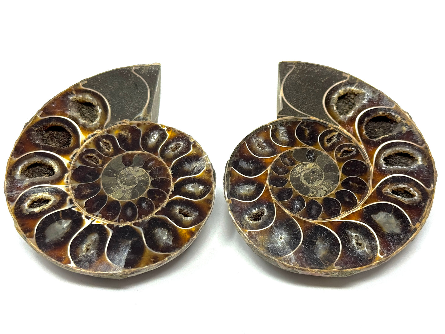 Ammonite Pair 7.4cm