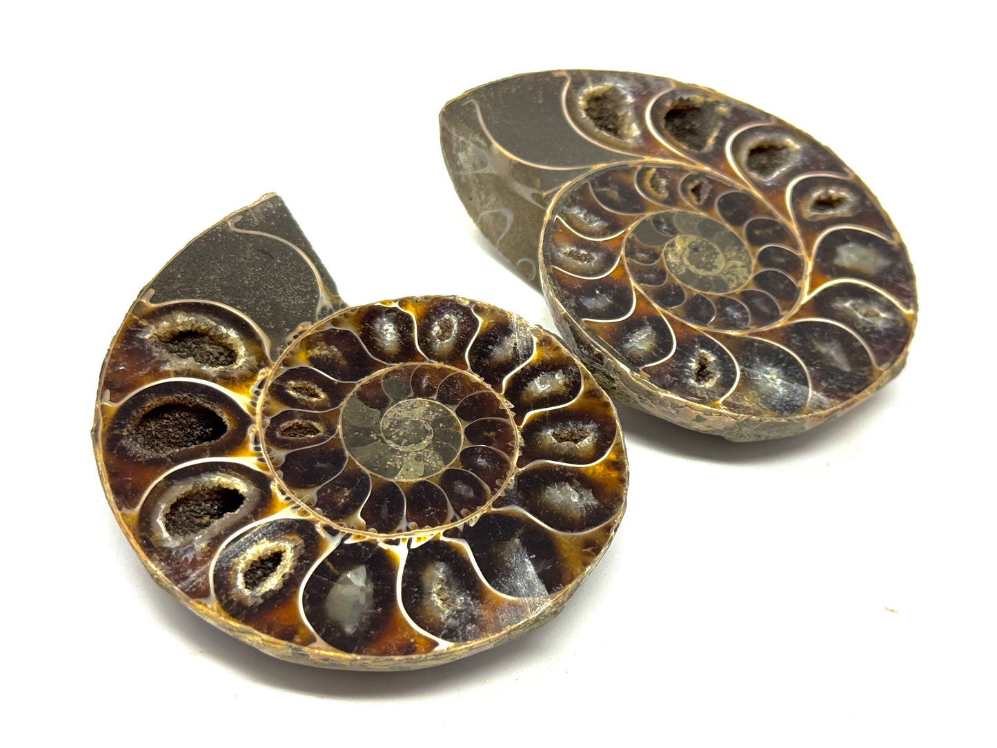 Ammonite Pair 7.4cm