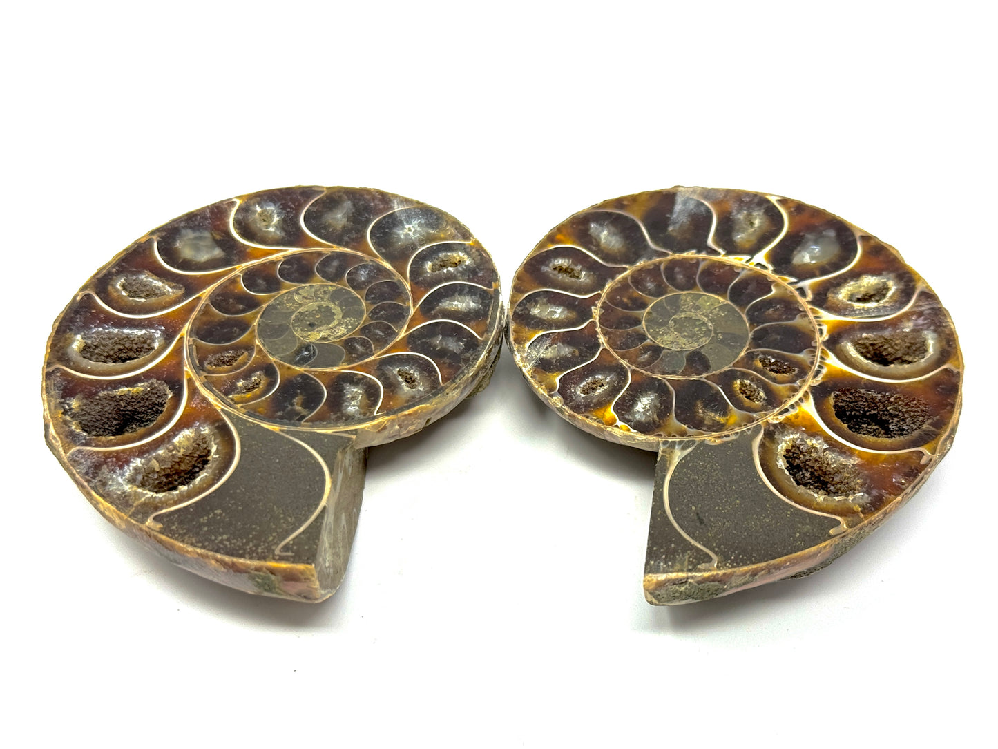 Ammonite Pair 7.4cm
