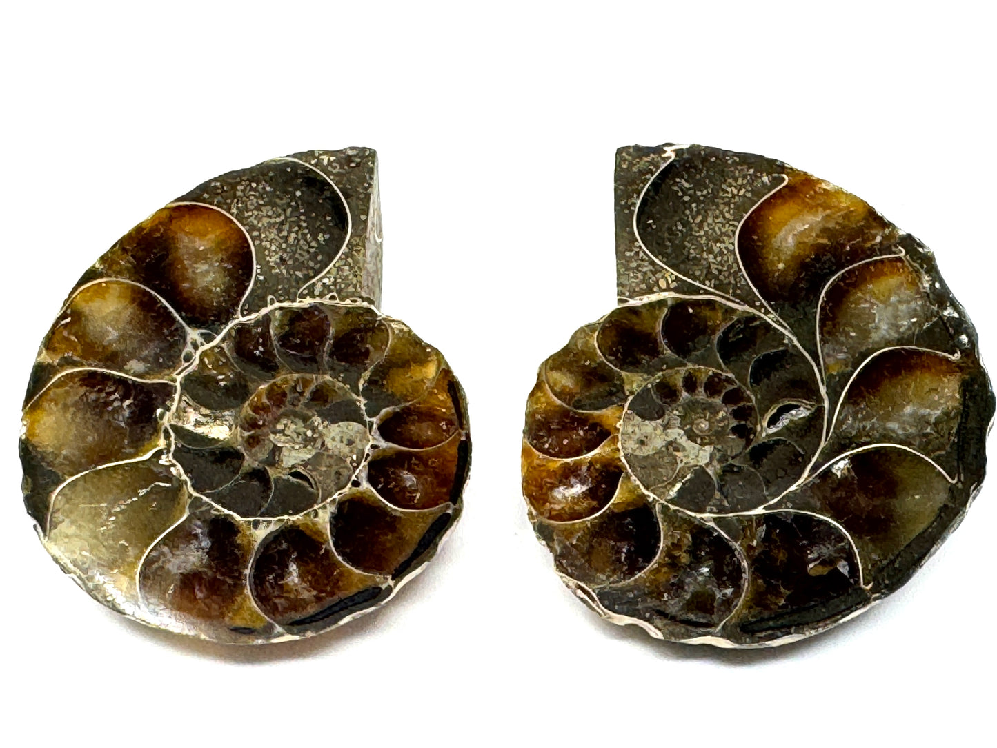 Ammonite Pair 4cm