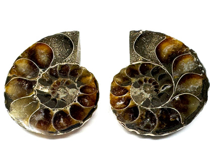 Ammonite Pair 4cm