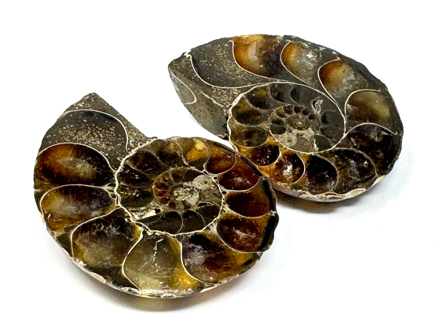 Ammonite Pair 4cm