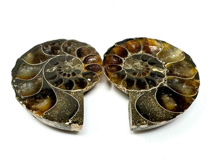 Ammonite Pair 4cm