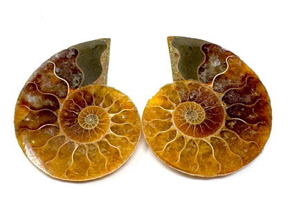 Ammonite Pair 4.1cm