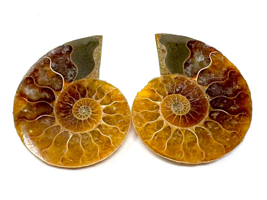Ammonite Pair 4.1cm