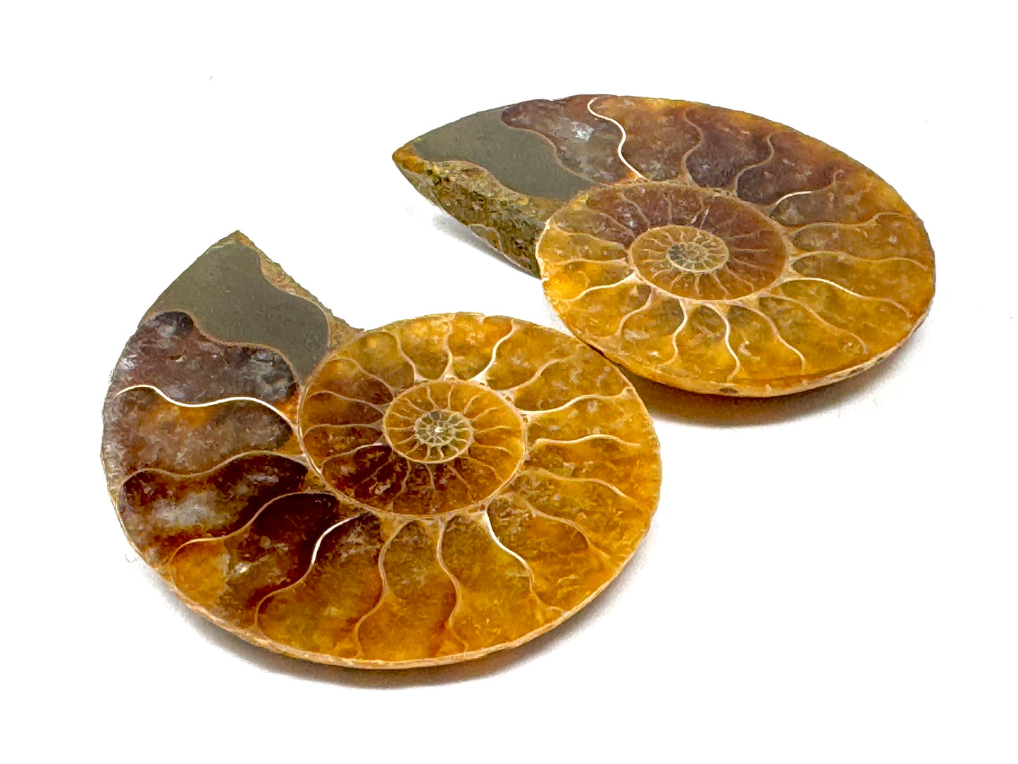 Ammonite Pair 4.1cm