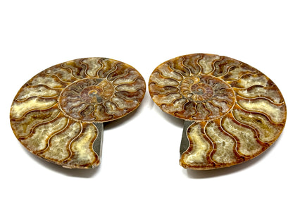 Ammonite Pair 14.2cm