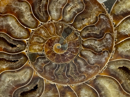 Ammonite Pair 14.2cm