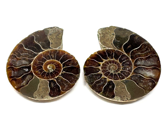Ammonite Pair 4.2cm