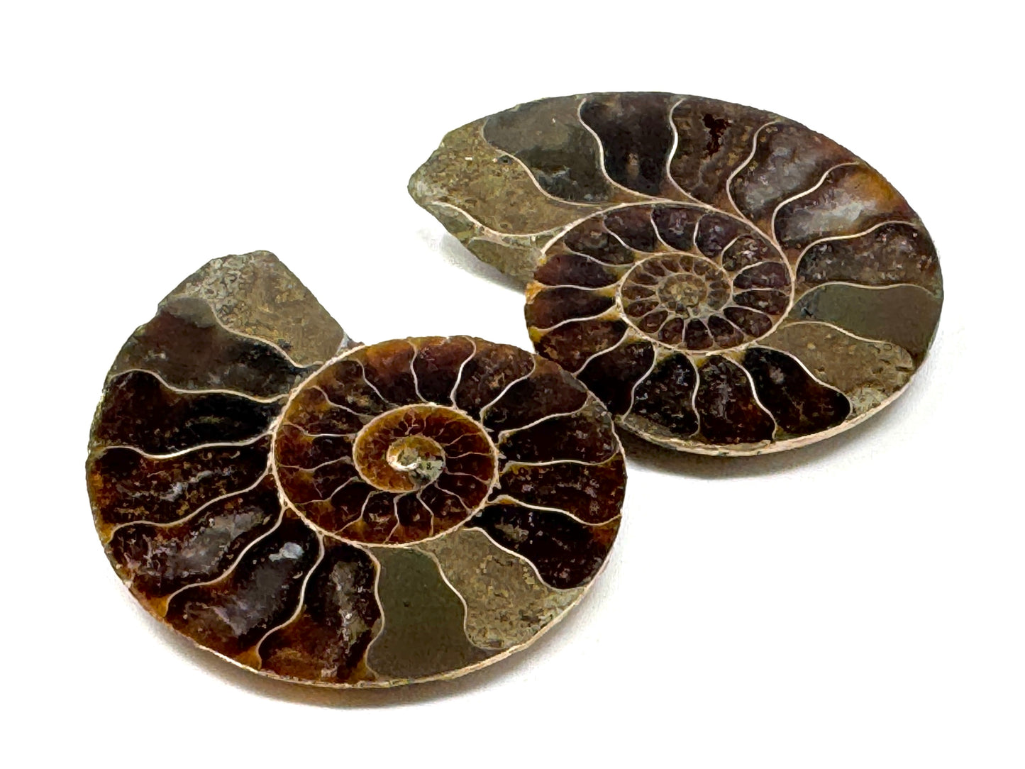 Ammonite Pair 4.2cm
