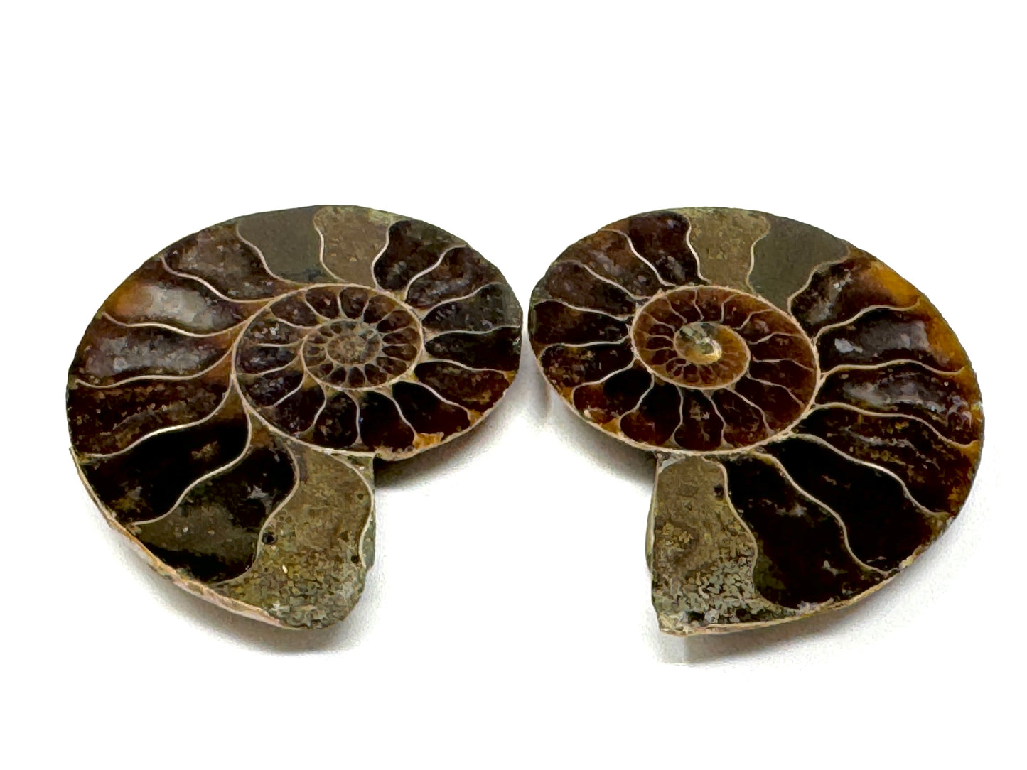 Ammonite Pair 4.2cm