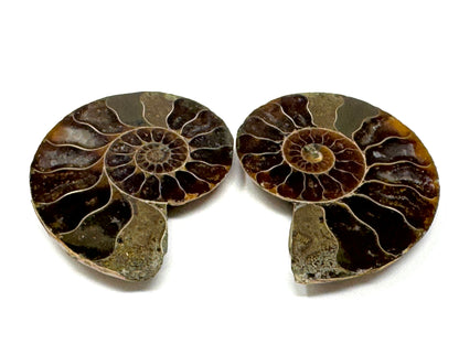 Ammonite Pair 4.2cm