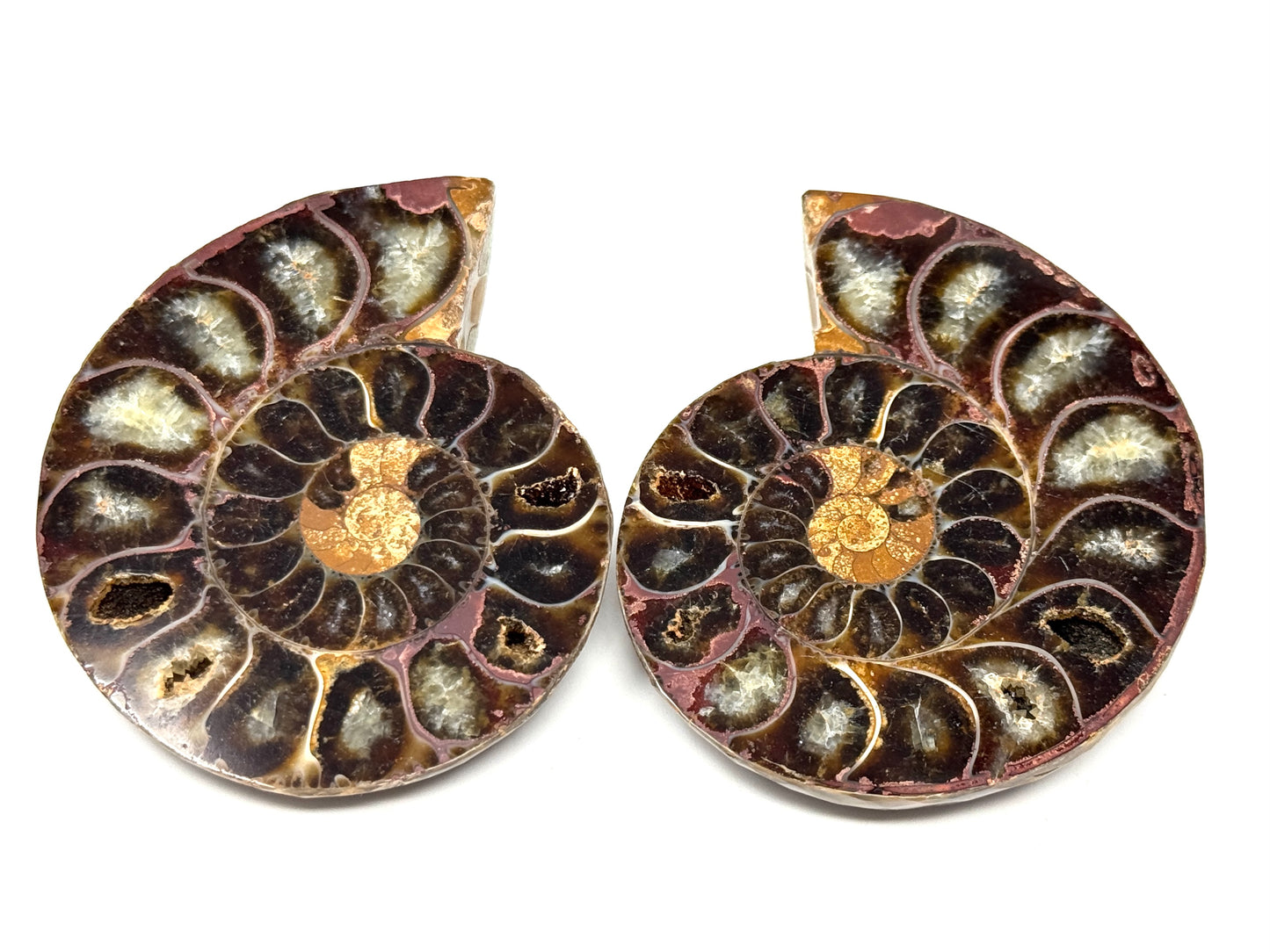 Ammonite Pair 6.3cm