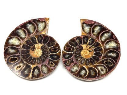 Ammonite Pair 6.3cm