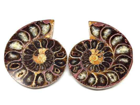 Ammonite Pair 6.3cm